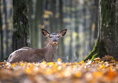 Deer in Autumn Forest