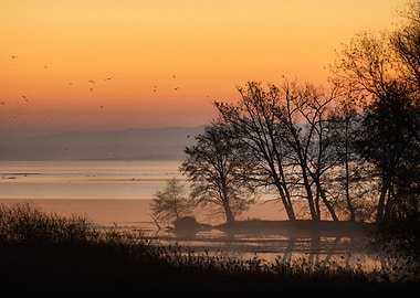Lake at Sunrise with Birds
