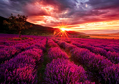 Lavender field at sunset