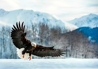 Bald Eagle in Flight over Snow