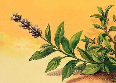 Lavender Branch Botanical Illustration