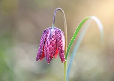 Snake's Head Fritillary Flower Close-Up