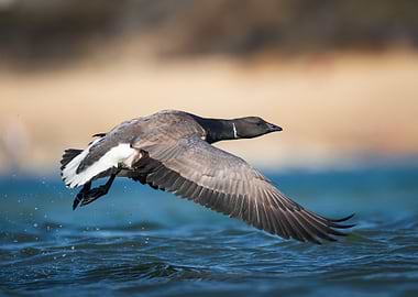 Brant Goose Flying Over Water