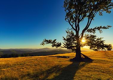Lone Tree at Sunset Landscape, Poland
