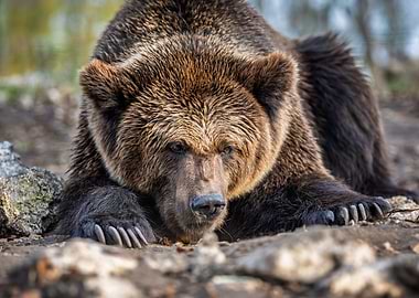 Resting Brown Bear Portrait