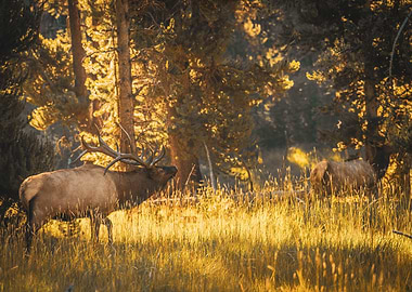 Elk in Golden Forest Meadow | Yellowstone National Park