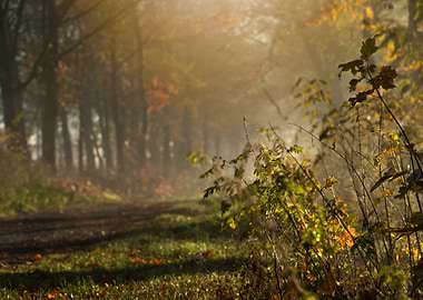 Misty Autumn Forest Path