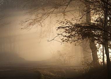 Misty Autumn Forest Path