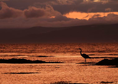 Heron Silhouette at Sunset