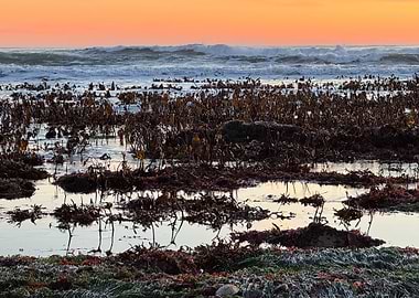 Coastal Kelp Forest at Sunset