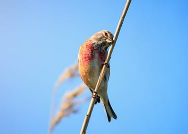 Linnet bird perched on a reed