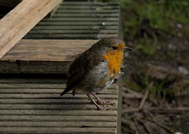 Little Robin