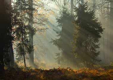 Sunlit Forest Scene