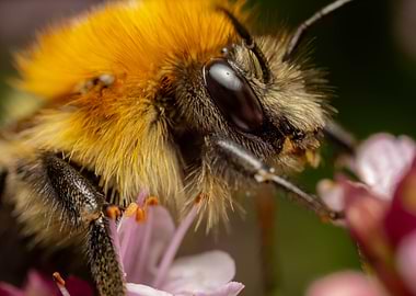 Bee on Flower Macro Shot