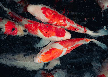Koi Fish in Dark Water