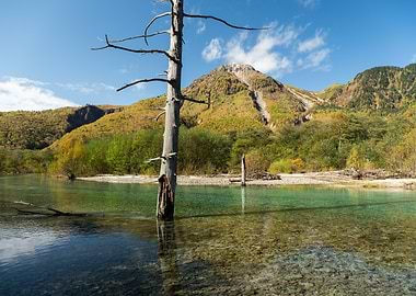 Kamikochi, Japan: Dead Tree in River