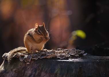 Chipmunk Eating on a Tree Stump