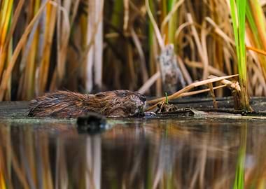Muskrat in Water with Reed Background