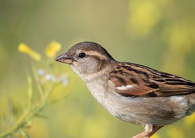 Sparrow portrait in natural light
