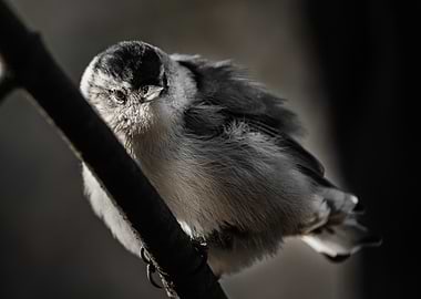 Small Bird on Branch