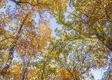 November Trees Canopy Against Blue Sky