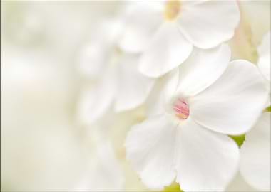 White Flowers