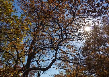 November Trees Against Blue Sky