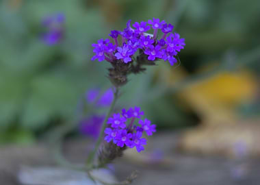 Purple Verbena Flower Close-Up