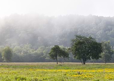 Misty Meadow Landscape