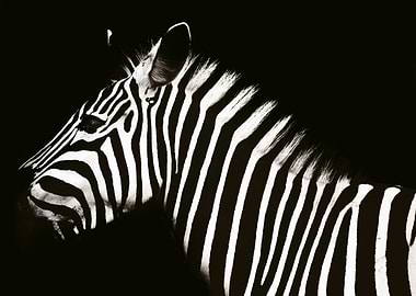 Zebra Portrait in Black and White