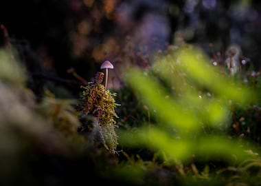 Tiny Mushroom on Mossy Mound