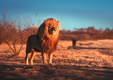 Majestic Lion in Golden Light