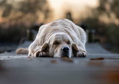 Resting Golden Retriever on Wooden Surface