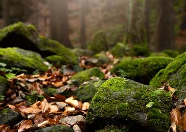 Mossy Rocks in Forest