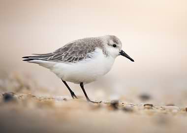 Sanderling Bird on Sandy Beach