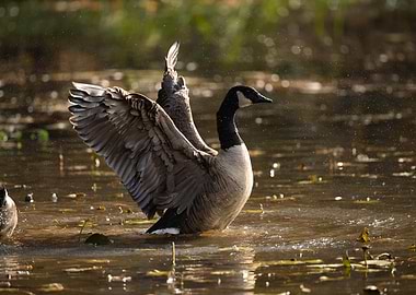 Canada Goose Bathing