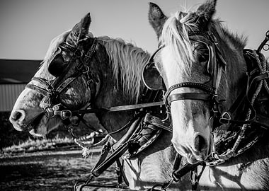 Black and White Draft Horses