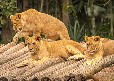 Lion Cubs on Logs Zoo Sao Paulo