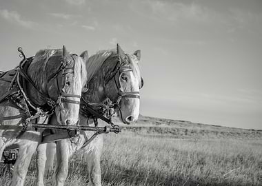 Draft Horses