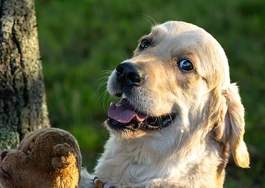 Happy Golden Retriever with Teddy Bear