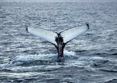 Whale Tail Emerging from Ocean