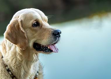 Golden Retriever Portrait with Beaded Collar