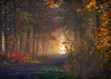 Autumn Forest Path with Sunlight, Poland