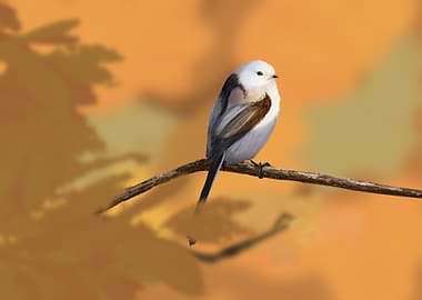 Long-tailed Tit on Branch in Autumn