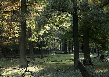 Sunlit Forest Clearing