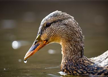 Duck portrait in water