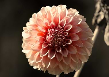 Bright Pink Dahlia Beauty
