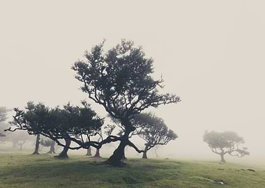 Misty Fanal Forest Landscape, Madeira