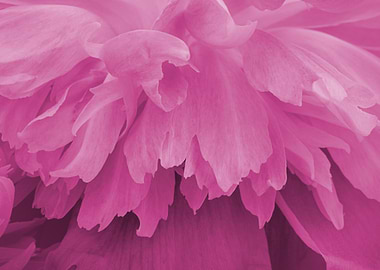 Close-up Pink Flower Petals