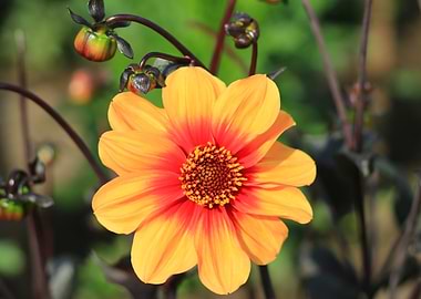 Vibrant Orange and Red Dahlia Flower